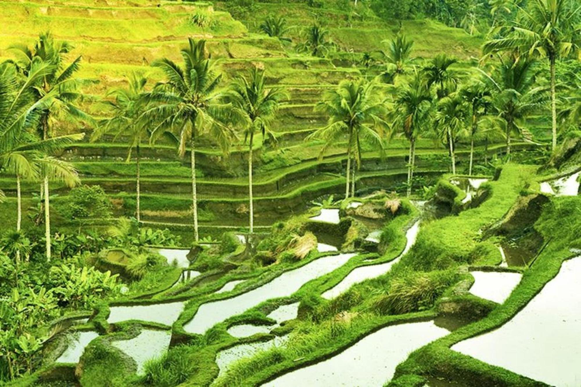 Asvara Villa Ubud By Ini Vie Hospitality מראה חיצוני תמונה